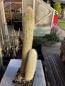 Preview: Austrocephalocereus dybowskii HU160